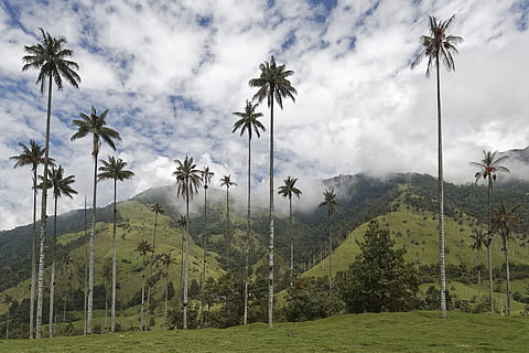 colombia palm trees cocora valley wax palm trees thumbnail