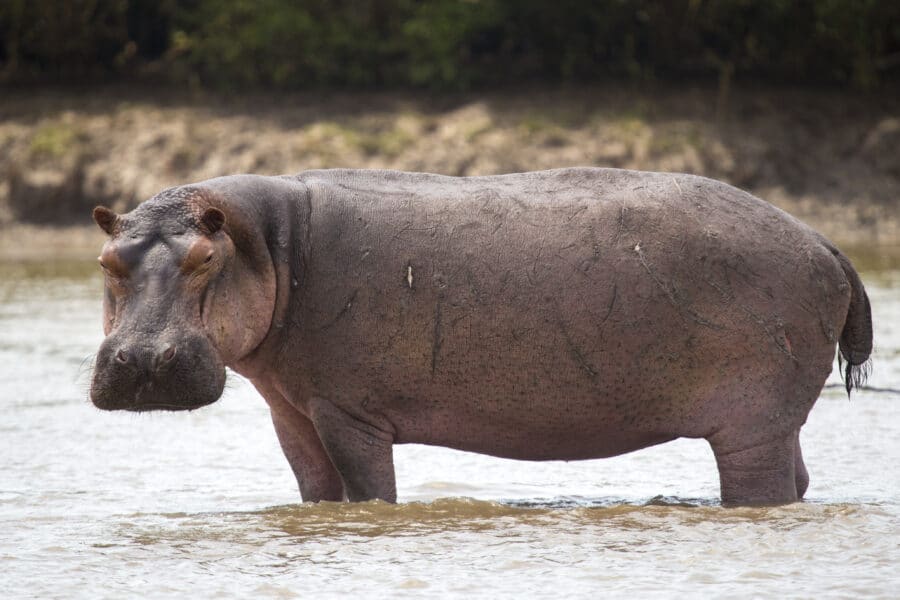 Portrait Hippopotamus in the water