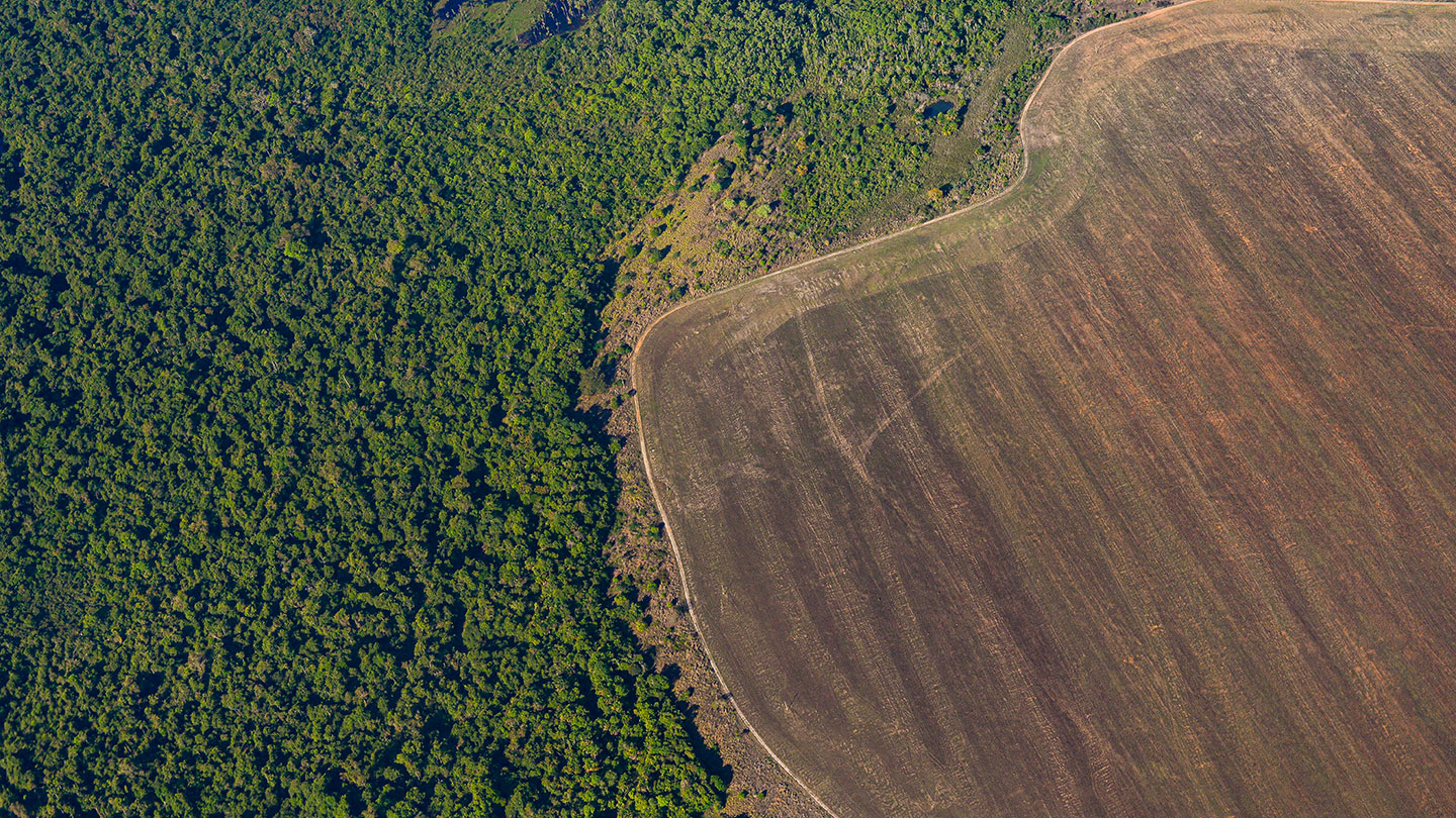 Colombia Faces Threats in the Fight Against Deforestation in 2024