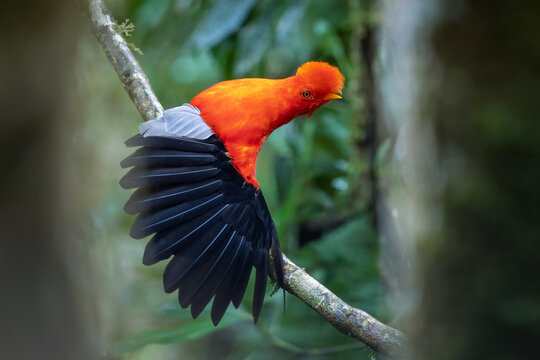 Colombia Gears Up to Lead the World's Largest Bird Species Count