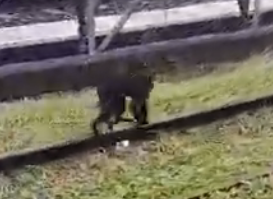 Rescued Capuchin Monkey Finds Safe Haven After Metro Station Ordeal